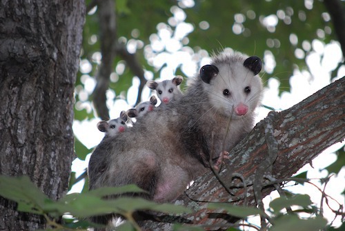 Animals Could Be Lurking Under Your Hood