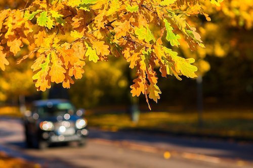 Why You Should Be Wary of Autumn Leaves